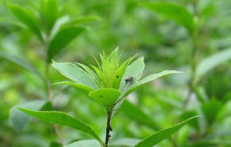 苍术种植技术