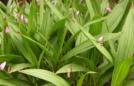 白芨种苗价格及种植方法（白芨的种植方法及价格）