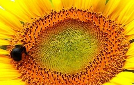 向日葵空壳的原因及解决方法 种出来的向日葵是空壳怎么办?