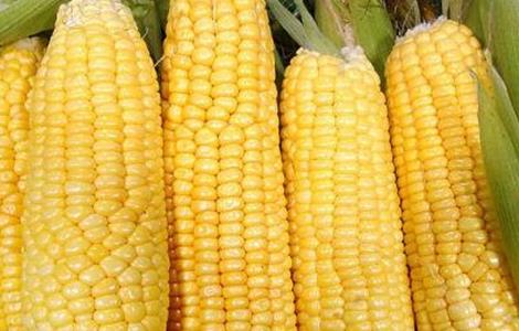 玉米高产的田间管理 玉米种植的田间管理