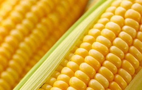 玉米 管理 高产
