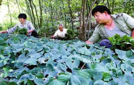 细辛的种植技术