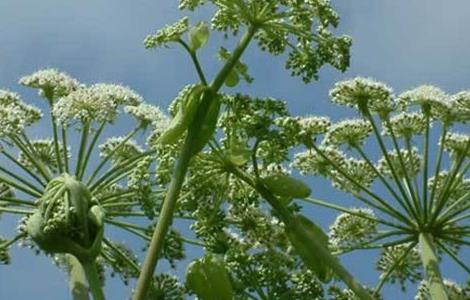 白芷种植技术 白芷种植技术及亩收益