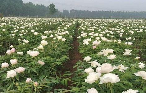 芍药怎么种植