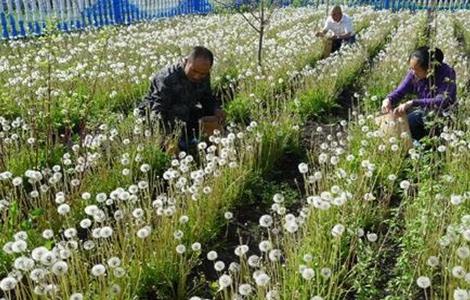 蒲公英种植的田间管理（蒲公英种植管理技术）