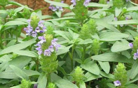 夏枯草怎么种植 夏枯草怎么种植盆栽