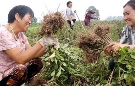 白术 管理 方法