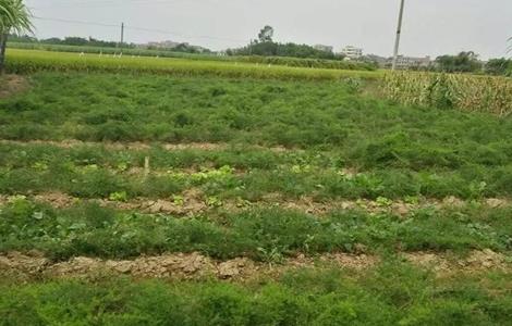 天门冬种植的注意事项