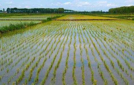 水稻的种植技术（水稻的种植技术和田间管理）