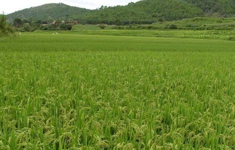 水稻 种植 技术