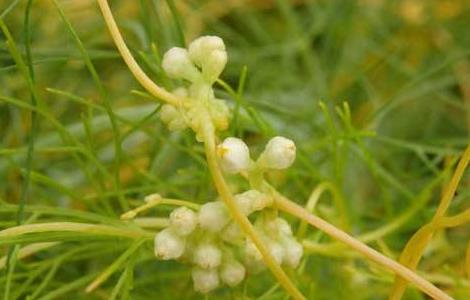 菟丝子的种植技术 菟丝子的种植技术和管理