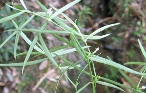 白花蛇舌草种植技术