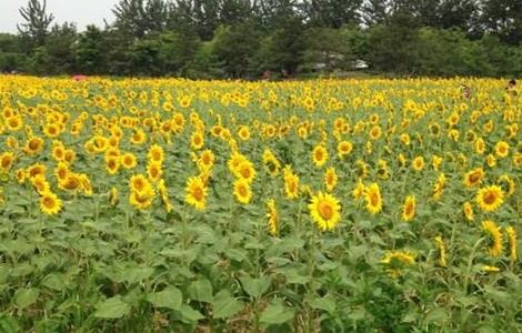 向日葵 花蕾期 管理要点