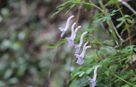 夏天无的种植技术（夏天无怎么种植）