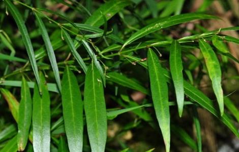 白前怎么种好 白花前胡什么时候种植最佳