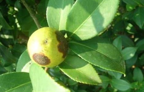 油茶的病虫害防治技术 油茶病虫害防治技术和治理