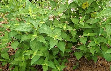 香叶如何种植（香叶如何种植视频）