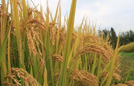 水稻种子发芽率低的原因 水稻种子发芽率低的原因是