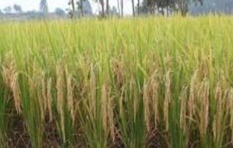 水稻种植后生长缓慢的原因（水稻种植后生长缓慢的原因有哪些）