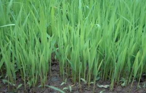 水稻种植后生长缓慢的原因