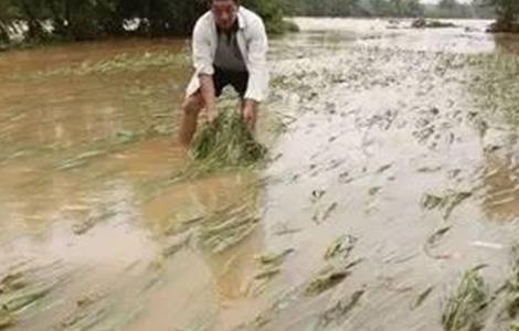 水稻洪涝