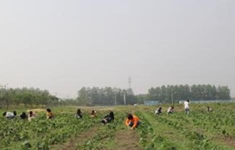 红花田间管理技术 红花田间管理技术规范