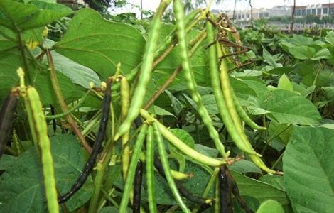 绿豆高产种植方法 绿豆高产种植方法有哪些