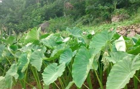 芋头种植注意事项