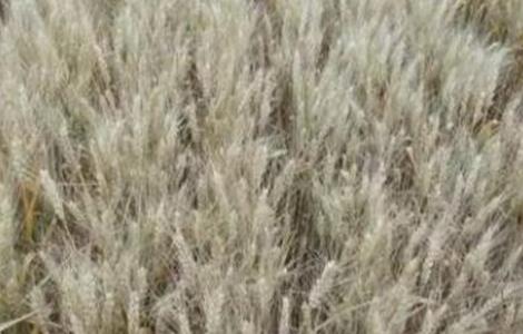 小麦干热风防治措施 小麦干热风防治措施是什么