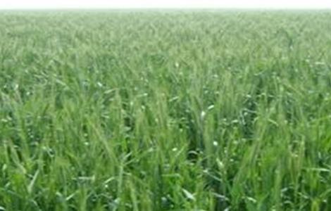 黑麦的种植技术（黑麦的种植技术视频）