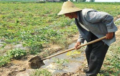 芝麻浇水时间和方法 芝麻浇水什么时间最合适,浇水的方法措施有哪些?