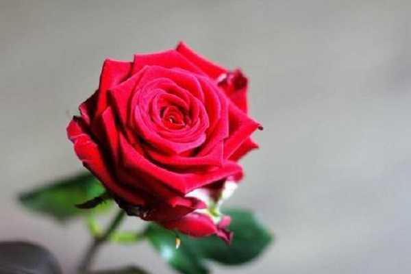玫瑰是什么植物，玫瑰的功效与作用（玫瑰的功效与作用的功效和作用是什么）