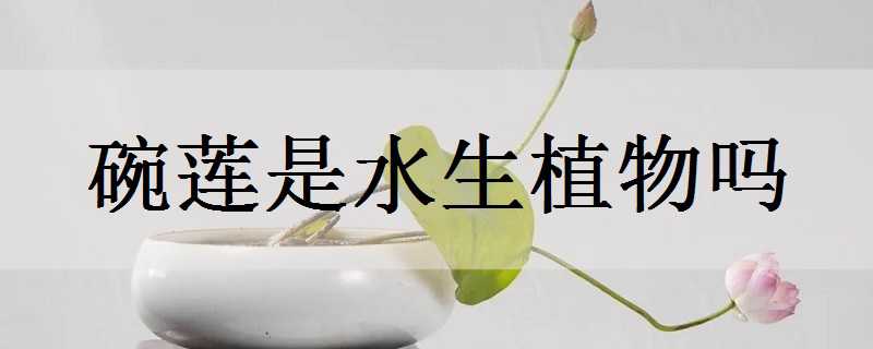 碗莲是水生植物吗（碗莲是水生植物吗为什么）