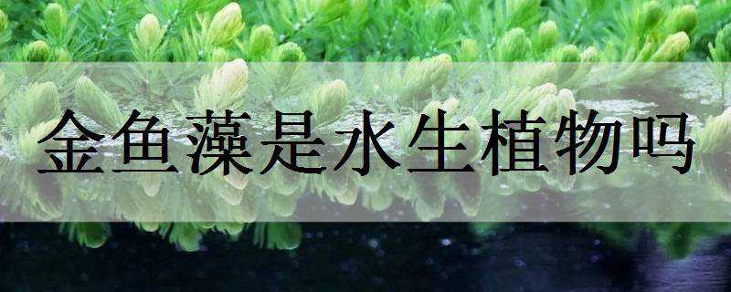 金鱼藻是水生植物吗（水生植物金鱼藻是什么植物）