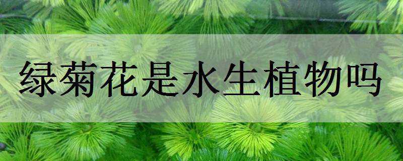 绿菊花是水生植物吗 绿菊属于什么水草