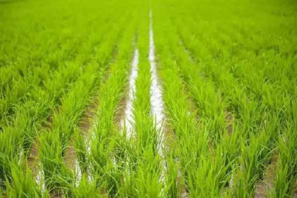 水稻是水生植物吗，生长过程整理 水稻的生长过程是怎么样的