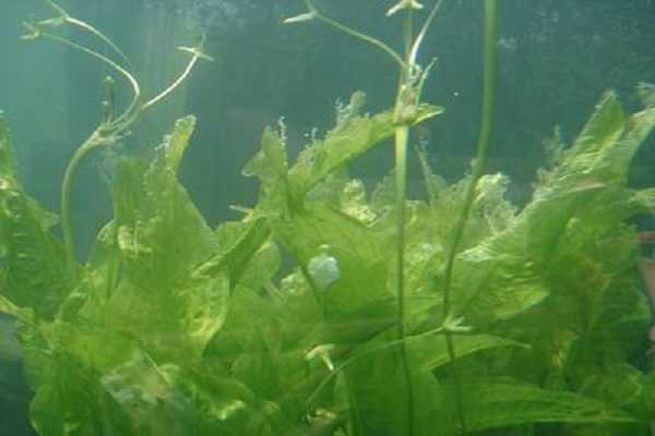 水下植物有哪些，养殖方法是什么（水下养的植物）