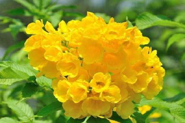 金钟花和迎春花的区别都是什么 金钟花和迎春花的区别都是什么颜色