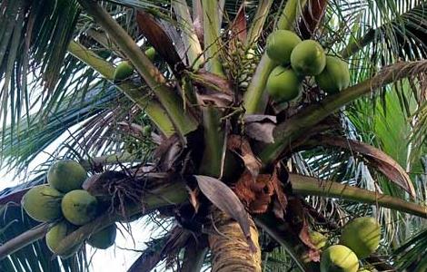 椰子树种植技术 椰子树种植技术视频