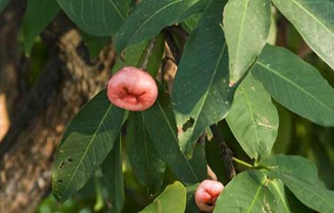 洋蒲桃的种植技术 洋蒲桃的种植技术要点