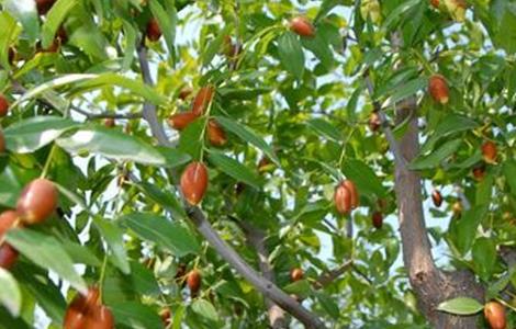 干腐病症状 枣树 防治方法