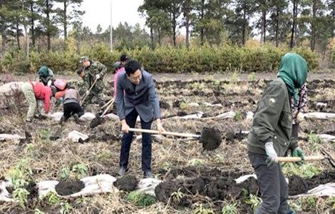 蓝莓越冬防寒技术 蓝莓越冬防寒技术视频