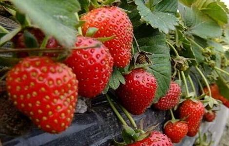 草莓对环境条件的要求 草莓对环境条件的要求是
