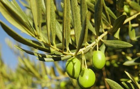 橄榄花果期管理技术 橄榄种植技术与管理
