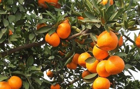 不同树龄 柑橘 修剪技术