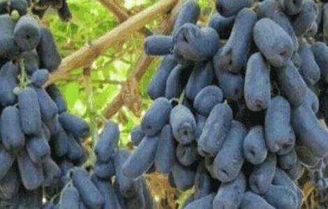 蓝宝石葡萄的花果管理技术（蓝宝石葡萄栽培技术与管理）
