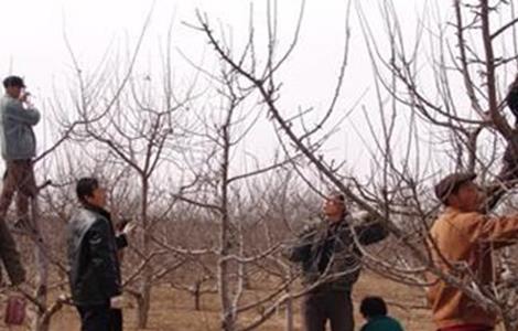 苹果树 修剪 误区