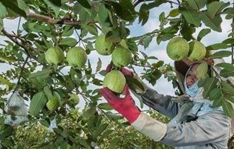 芭乐种植与管理技术