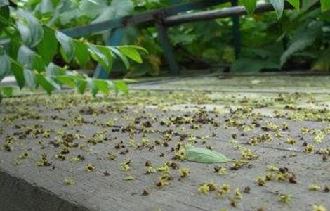 樱桃落花落果怎么办 樱桃落花落果怎么办