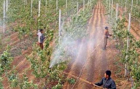 夏天果树喷药注意事项 夏天果树喷药注意事项视频